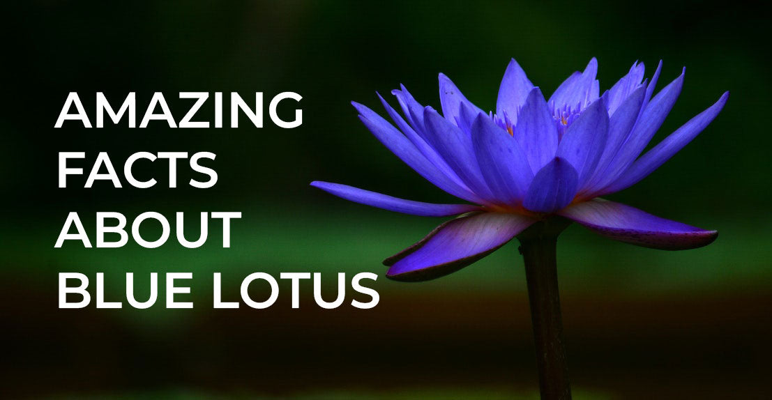 Why smoke Blue Lotus? - This is Family Tree