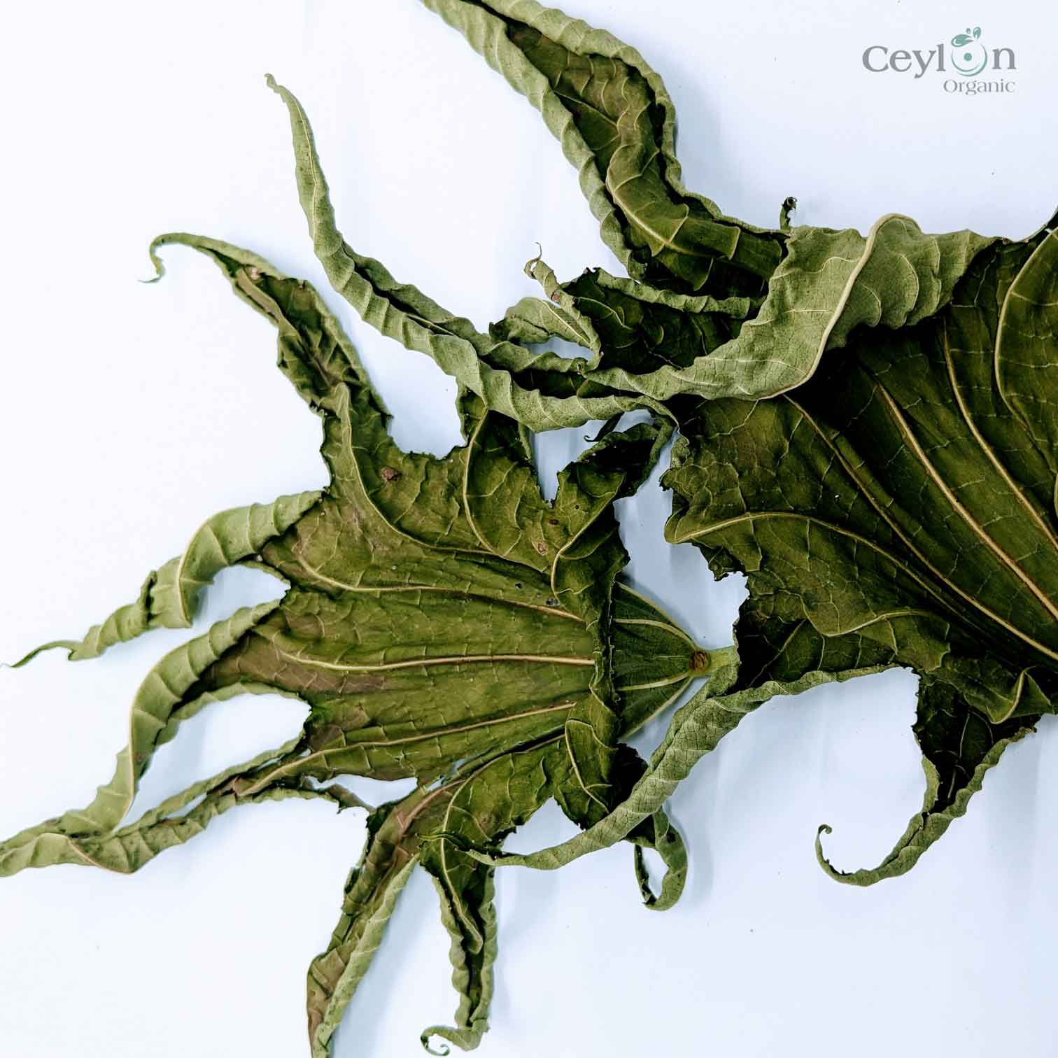 200+ Castor Leaves, Dried Castor Leaves, Castorbean, Castor oil plant