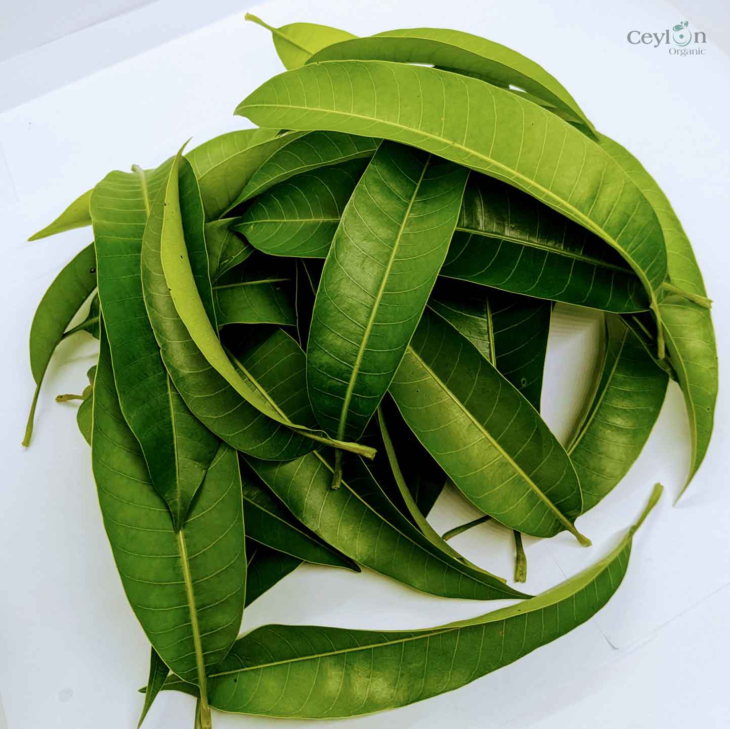 green mango leaves
