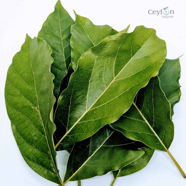 500+ Organic Dried Avocado Leaves | Herbal Tea | Ceylon Organic