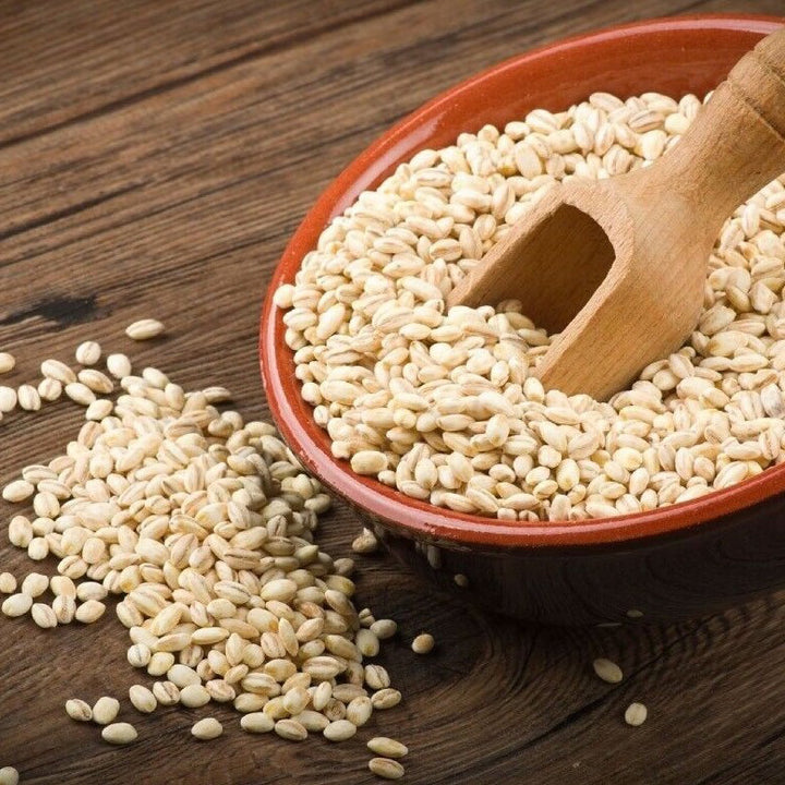 Barley Organic Seeds - Heirloom, Open Pollinated, Non GMO - Grow Indoors, Outdoo