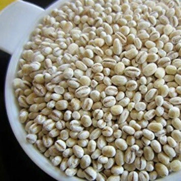  Barley - NON GMO microgreen seeds for Sprouting Sprouts