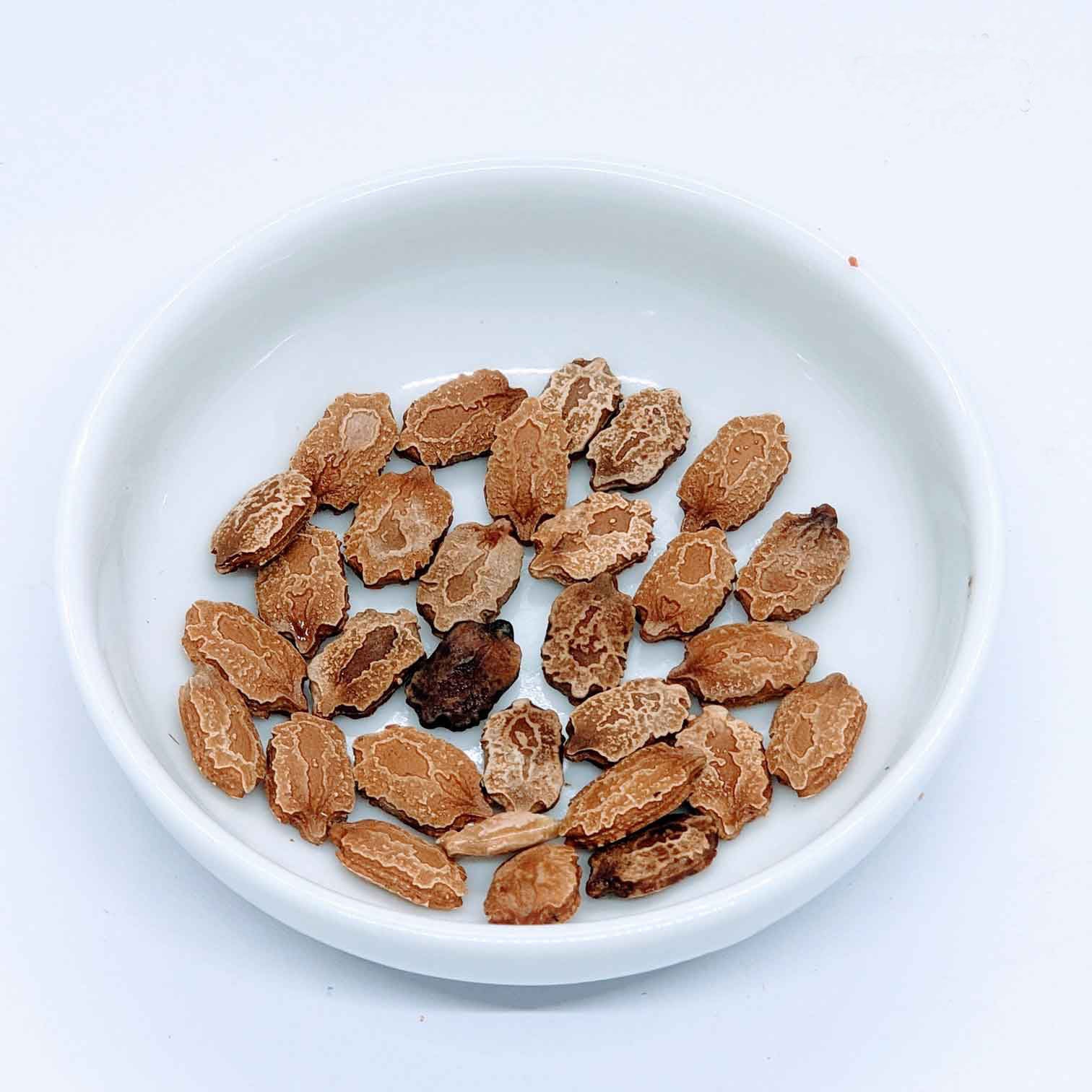 100+ Dry Bitter gourd seeds | Ceylon Organic