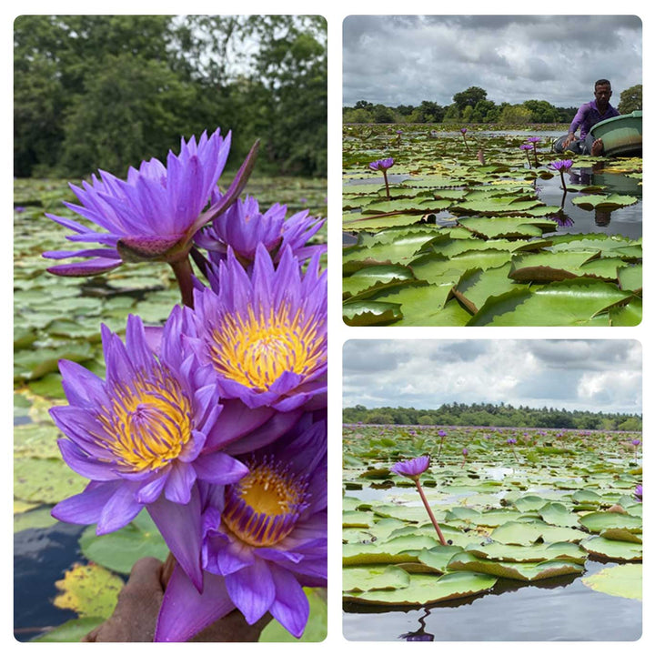 dried blue lotus, blue lotus, water lily, blue water lily, dried blue lotus, blue lotus flowers