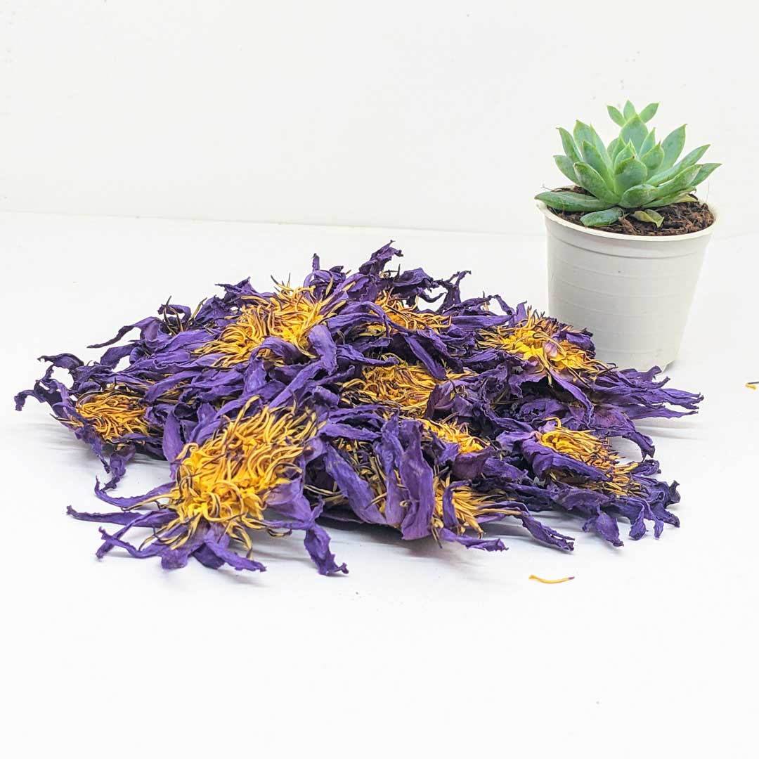 blue lotus flower seeds for sale Dried Blue Lotus Flowers Bulk