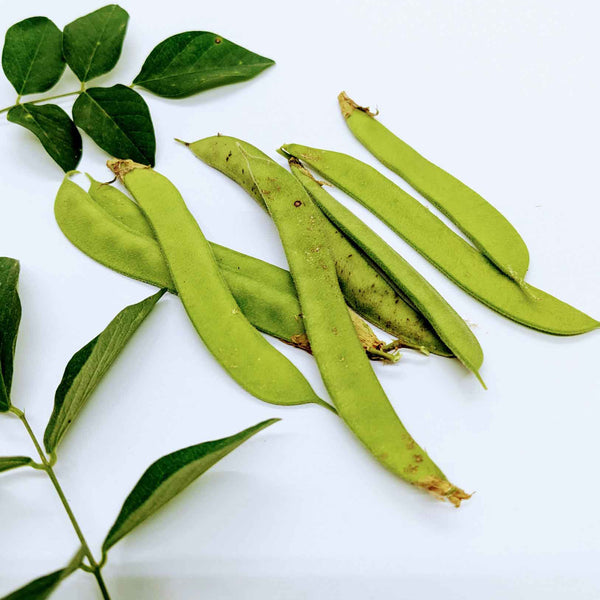 Fresh green butterfly pea pods and leaves on a white background, ideal for organic gardening and butterfly pea seed collection.