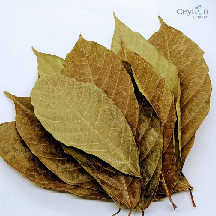 Sun Dried cacao leaves ,Theobroma Cacao , Cocoa Leaves-High Quality Dry Leaves