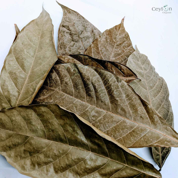 Cacao leaves, Dried 100% organic Cacao Leafs, ceylon Chocolate Leaves.