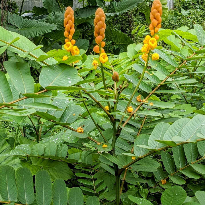 Cassia Alata leaves, also known as Senna Alata or Candle Bush, with their distinctive bright green leaflets and yellow flower buds."