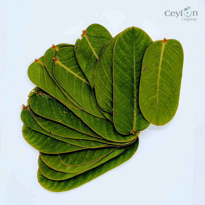 Candle bush leaves, used to make a delicious and healthy tea,Candle bush leaves, a popular herbal tea for its calming and relaxing properties.