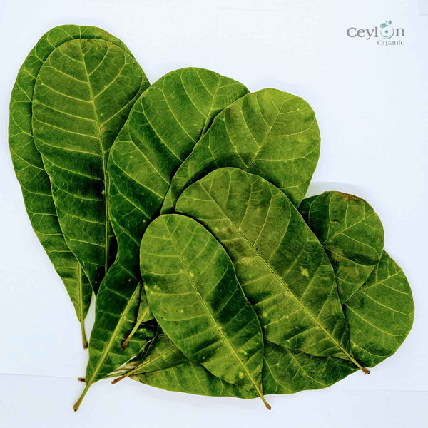 500+ Cashew Leaves for Healthy Living,Dried Cashew Leaves (Anacardium occidentale)