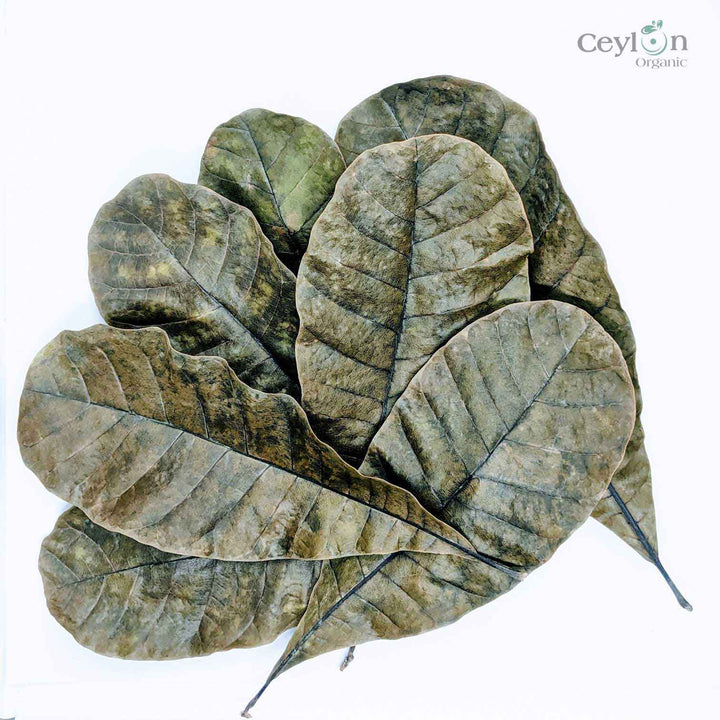 Cashew leaves can also be used in cooking, and are sometimes added to soups, stews, and curries.