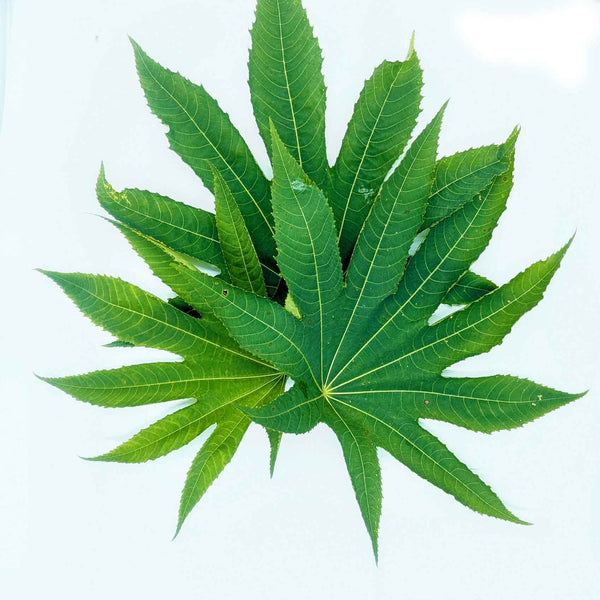 200+ Castor Leaves, Dried Castor Leaves, Castorbean, Castor oil plant leaves | Ceylon Organic