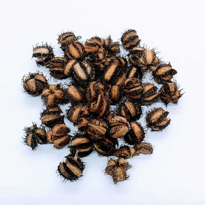 Castor seeds, poisonous if ingested