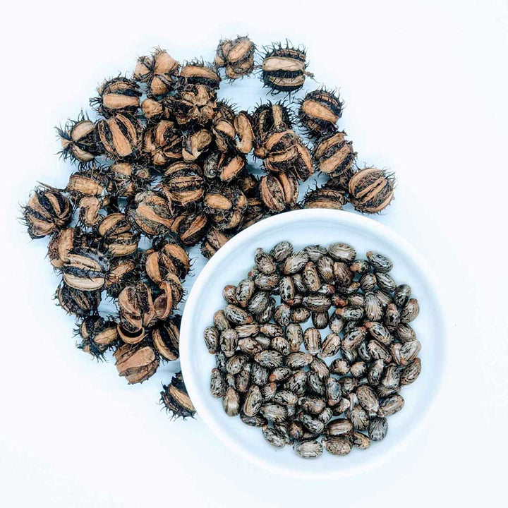 Castor seeds, in a bowl