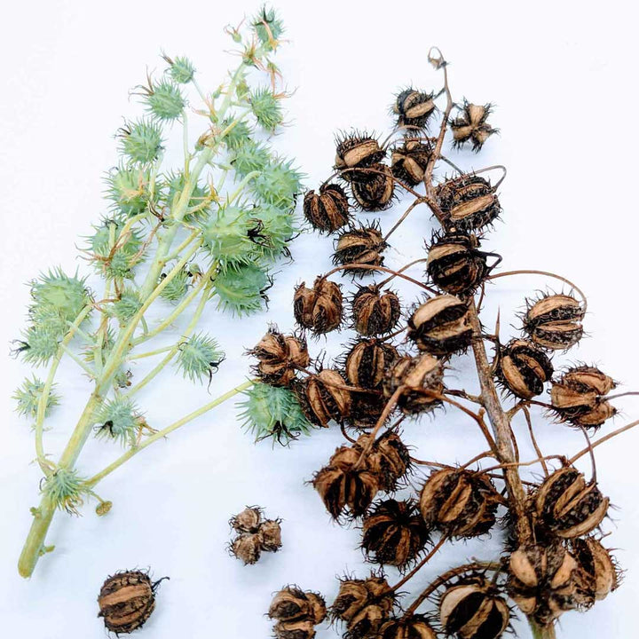 Castor seeds, used to make castor oil