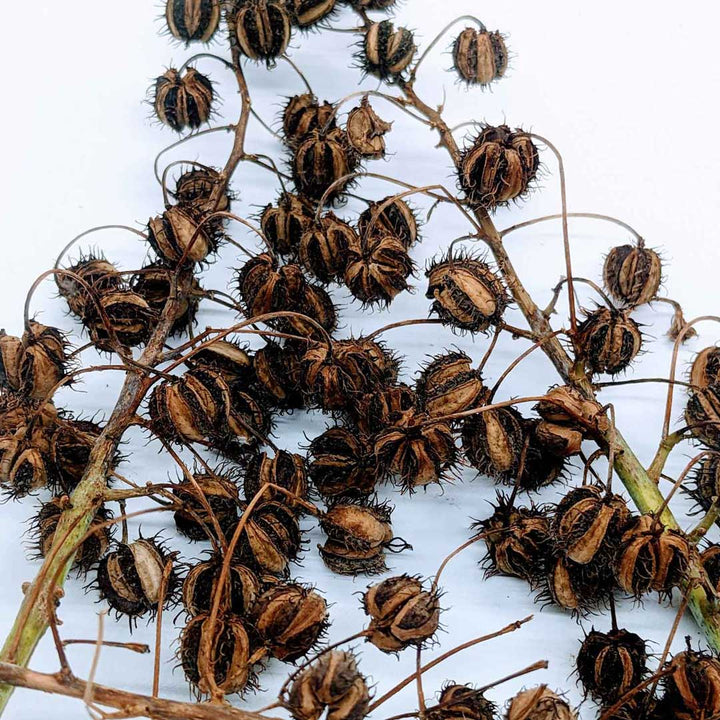 Castor seeds, a source of ricin
