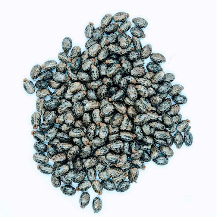 Castor seeds, an important agricultural crop