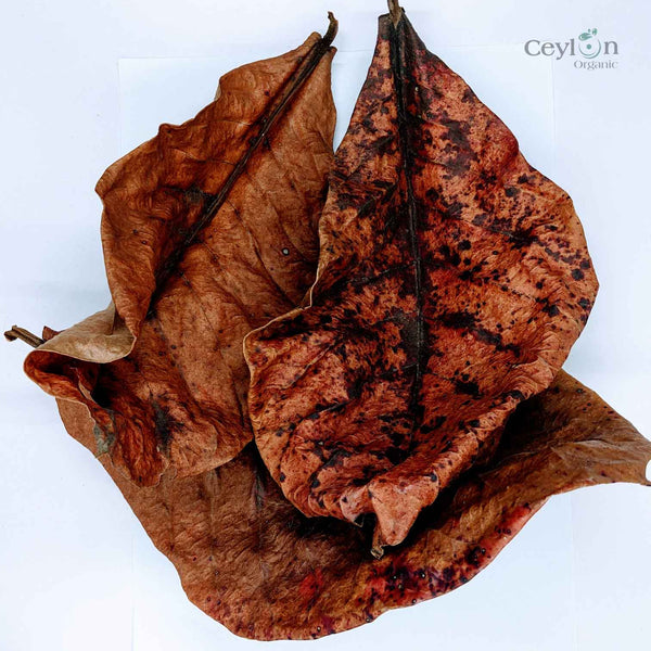 100+ Cattapa Leaves, Tropical Almond Leaves,100% Organic | Ceylon Organic