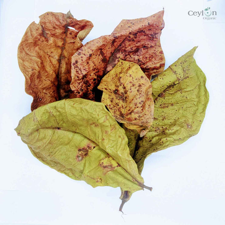 Premium Photo | Sea Almond Leaves Or Terminalia Catappa Leaf Isolated White Background 25501388 Premium Photo | Sea Almond Leaves Or Terminalia Catappa Leaf Isolated White Background 25501388