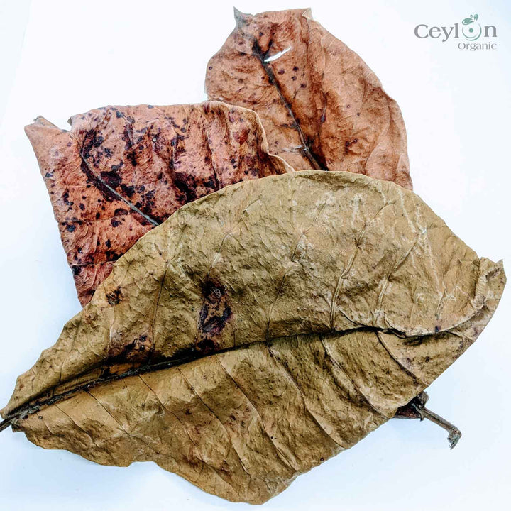 Catappa Leaves ,Sea Almond Leaves , Shrimp Care ,Reduces pH, dried Cattapa Leaves, Tropical Almond Leaves
