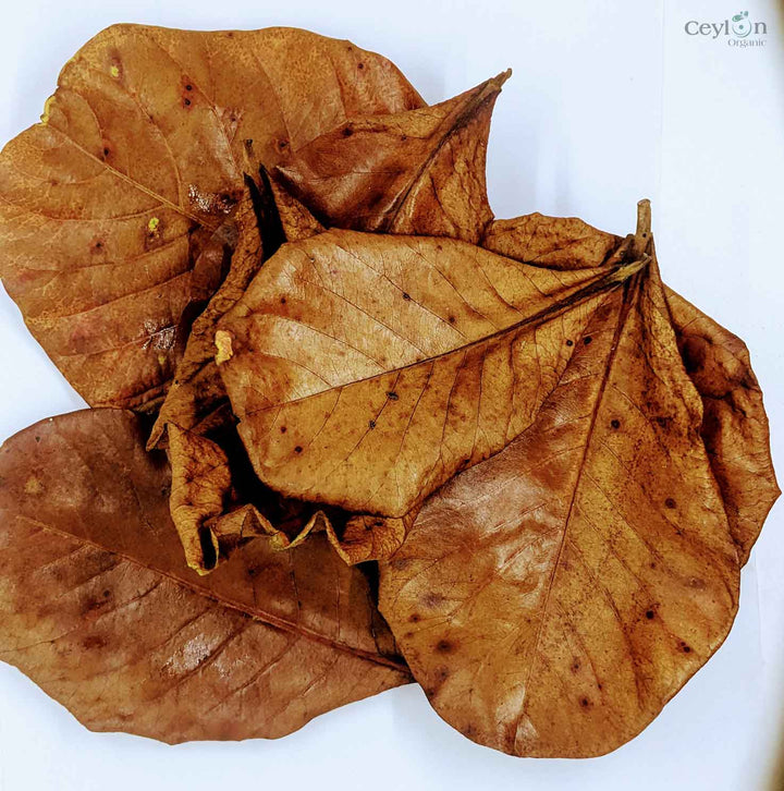 Catappa leaves, also known as Indian almond leaves, are a popular aquarium additive that can provide many benefits to fish.