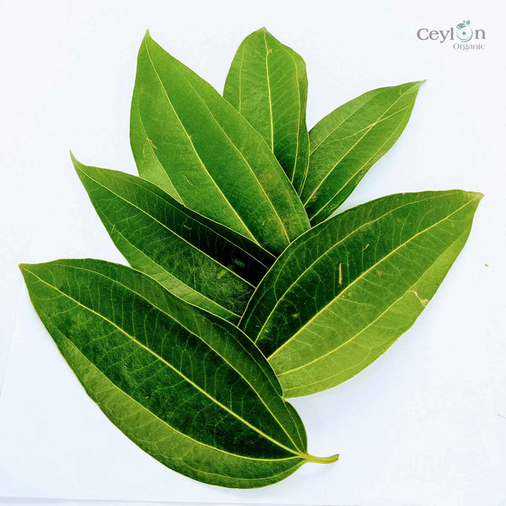 fresh cinnamon leaves,organic tea,herbal tea,cinnamon leaf powder,dried cinnamon leaf,cinnamon leaves for cooking