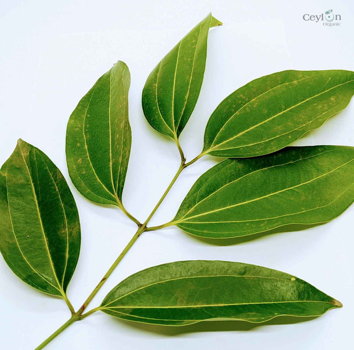 organic cinnamon leaves,dried cinnamon leaves,herbal tea,