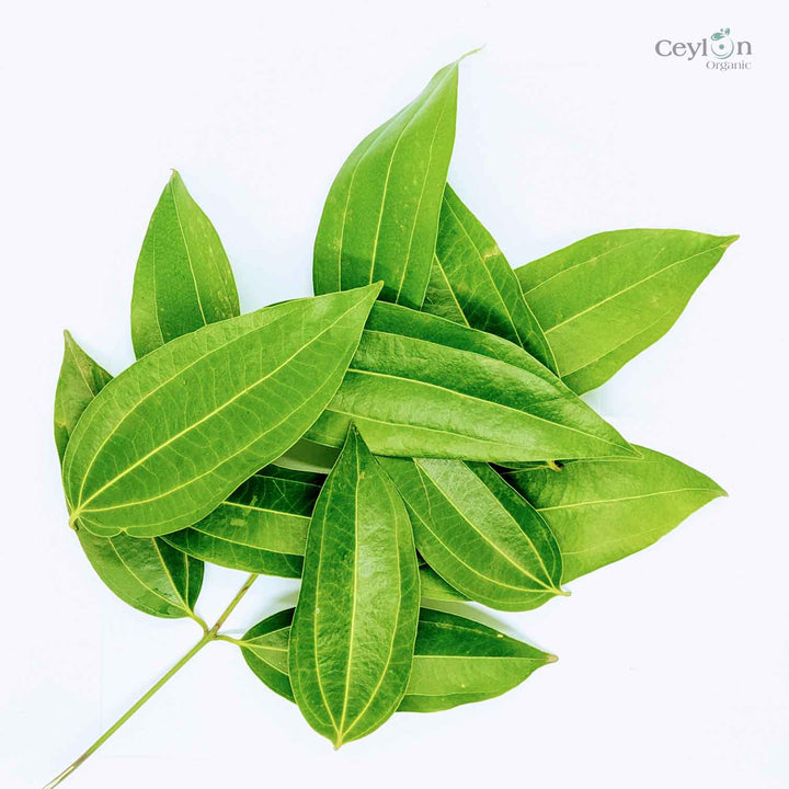Dried Cinnamon Leaves Ceylon Top Quality Herbal & spices healthy whole leaf vega