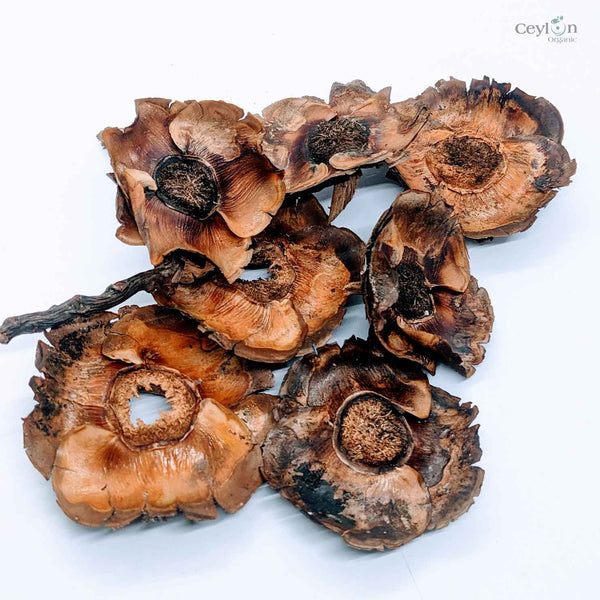 Dried Coconut flowers for your craft projects and aquarium, 100% Naturally dried |  Ceylon Organic