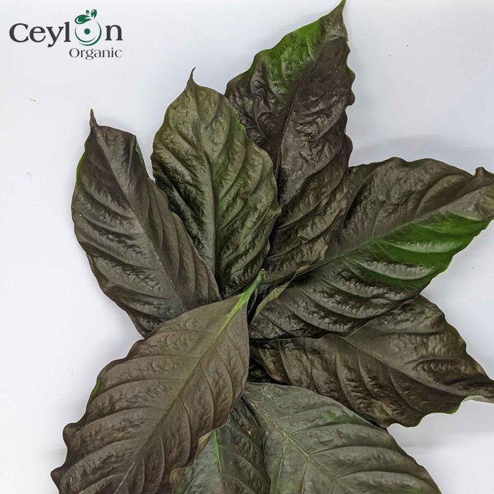 Homemade Dried COFFEE LEAVES For Tea Herbal Best Quality Organic Fresh Leaf,herbal tea