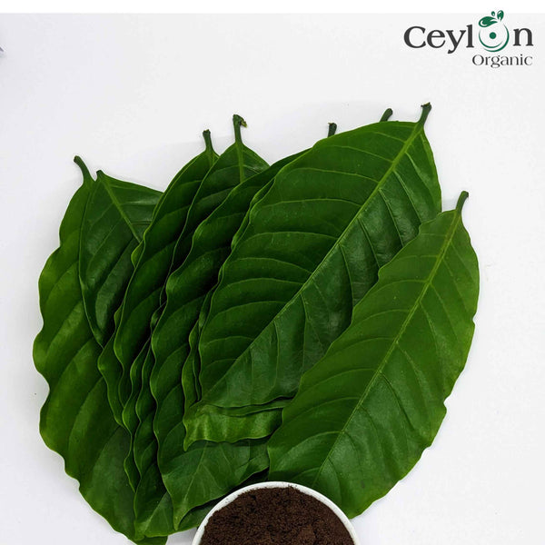 Homemade Dried COFFEE LEAVES For Tea Herbal Best Quality Organic Fresh Leaf