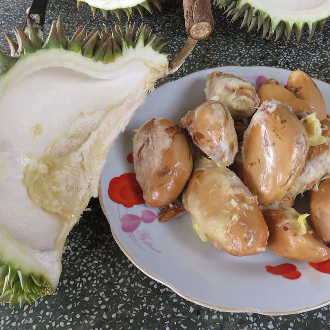 Durian Kura Kura kekura Seeds (Durio testudinarius)