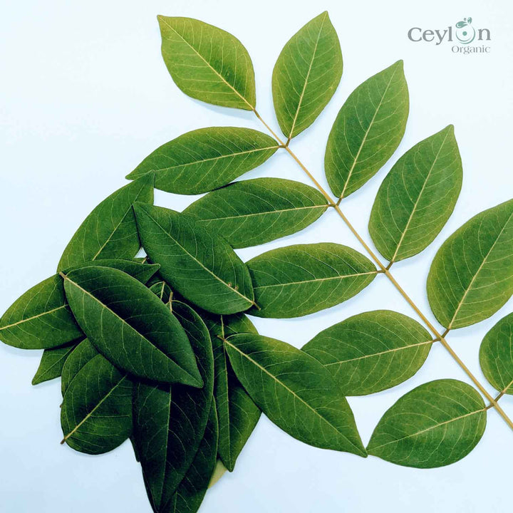 Gliricidia Sepium Organic Dried Leaves ,Natural Compost Fertilizer Plants, Ceylon Original Gliricidia sepium Leaves