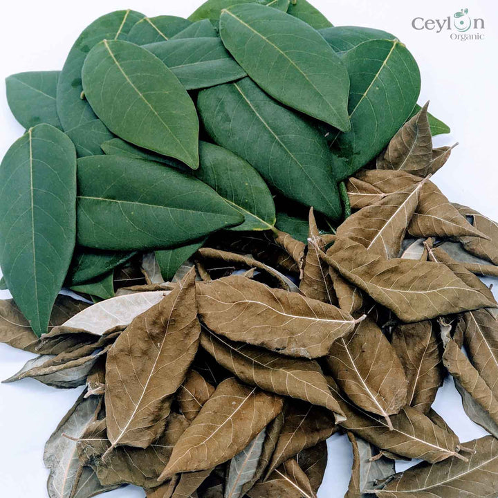 1000+ Dried Gliricidia Sepium Leaves , Organic Compost Natural Manure For  Plants