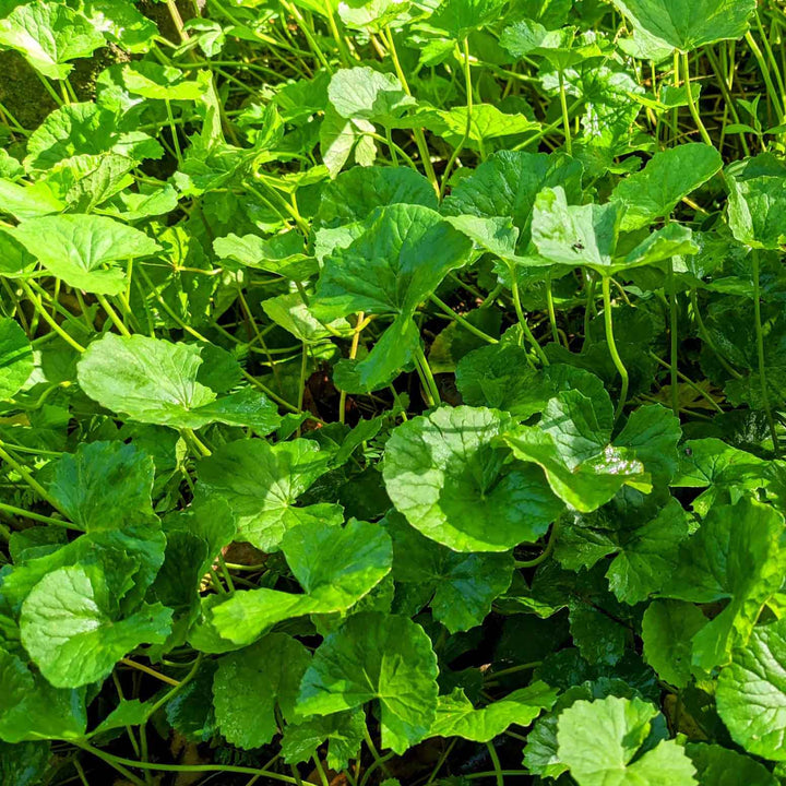 Gotukola Powder: Ayurvedic Superfood,Centella Asiatica Powder,Organic Gotukola Powder,Gotukola Powder for Skin & Brain,Versatile Gotukola Powder,Gotukola Powder for Tea & Smoothies,Gotukola Powder: Source of Vitamins & Minerals,Vegan & Gluten-Free,Herbal brain tonic,Adaptogenic herb,Gotu Kola for skin,Nervous system support,Natural detox herb.