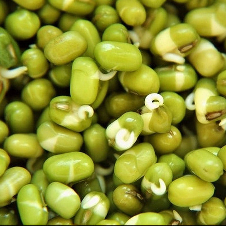 Moong Bean Whole- Vigna Radiata Green Gram