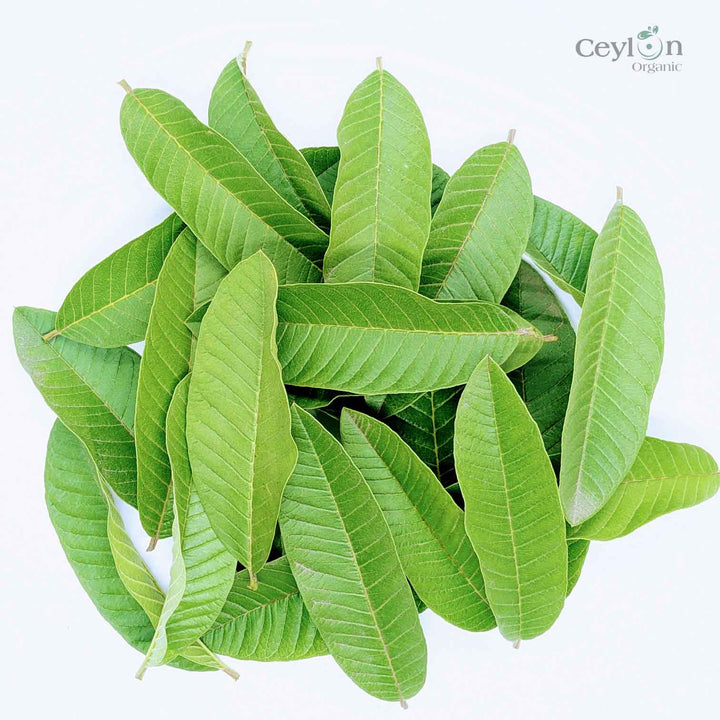  Fresh guava leaves can be used to make a delicious and healthy tea. To make guava leaf tea, simply steep a handful of fresh leaves in hot water for 5-10 minutes.