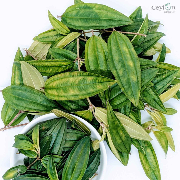 Heen bovitiya leaves, Osbeckia octandra, Melastomataceae, medicinal plants, Sri Lanka