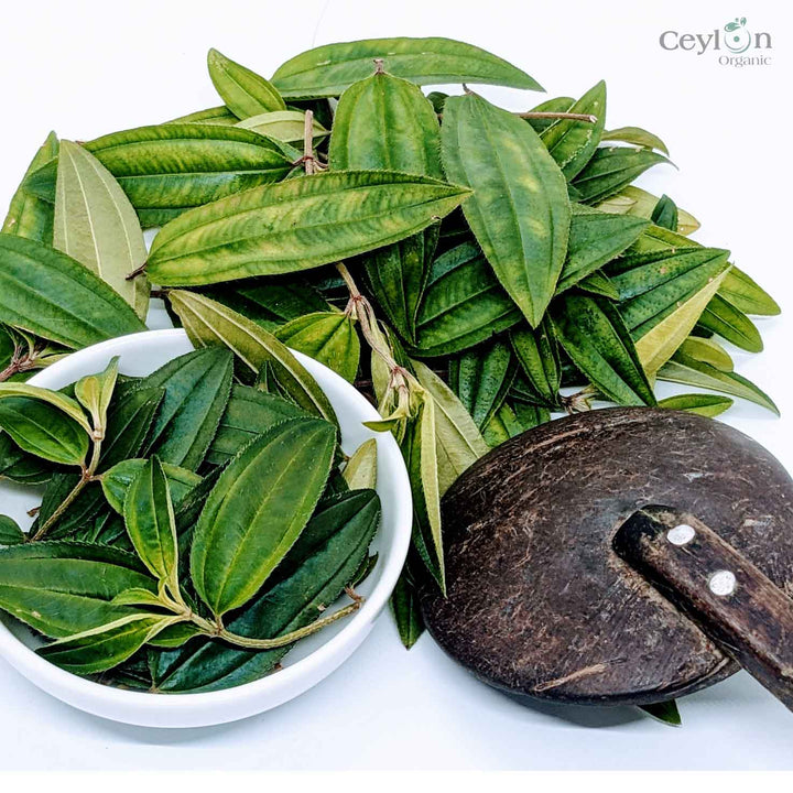 Freshly picked heen bovitiya leaves, still vibrant green and full of life.Heen bovitiya leaves, Osbeckia octandra, natural remedies, traditional medicine, Sri Lanka