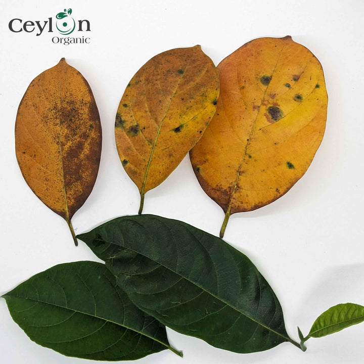 Jackfruit leaves used to make medicine,close-up,organic jackfruit leaves