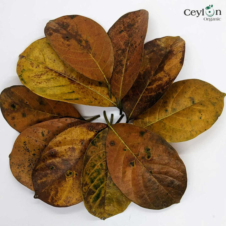 Healthy jackfruit leaf texture