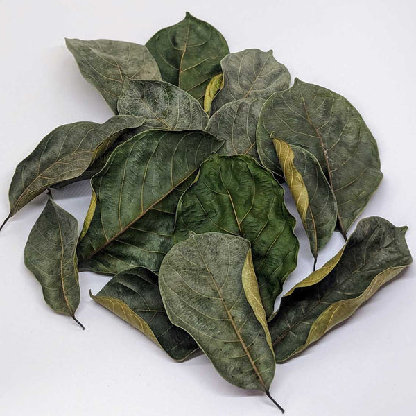 500+ Jackfruit Leaves,Organic Dried Jack fruit Leaves Kataha Bio Film Aquarium Fish/ShrimpTanks | Ceylon Organic