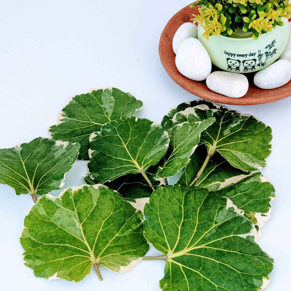 Natural Sun Dried Polyscias Scutellaria Leaves ,Koppa Kola Mangkokan Leaves Herbal Tea | Ceylon Organic