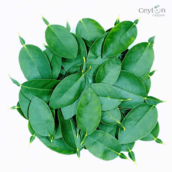  Lime Leaves, Dried Lime Leaves,fresh lime leaves