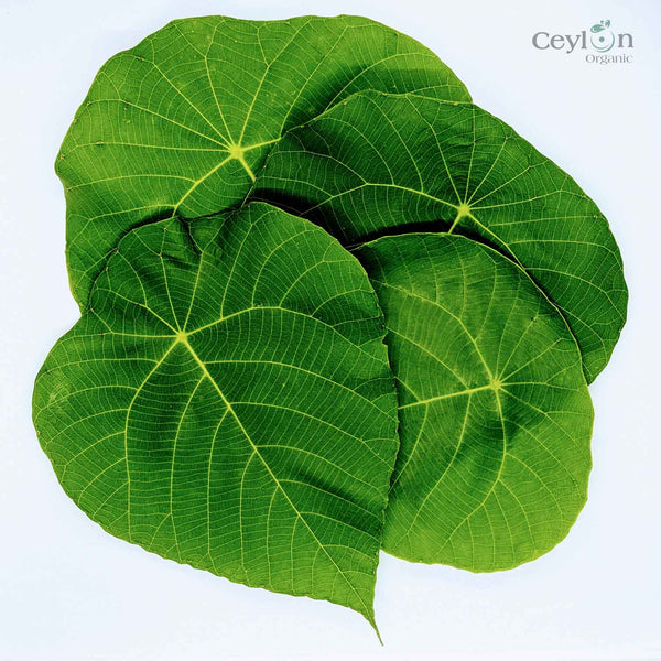 Macaranga Peltata Leaves ,Kenda Leaves,100% Pure Organic Dry Leaves | Ceylon Organic