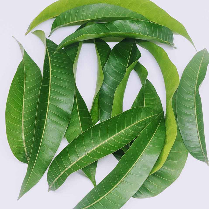 Organic mango leaves,Dried mango leaves,Mango leaf tea,Mango leaves for diabetesMango leaf extract for digestion,Mango leaves for blood sugar control,Mango leaves for inflammation,