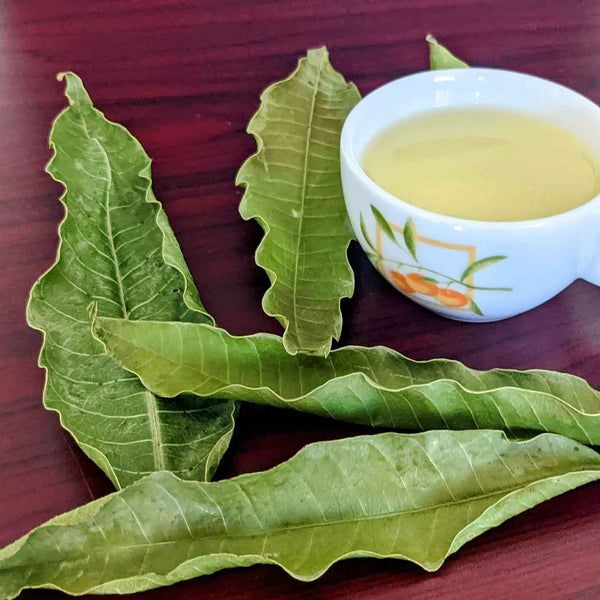 Pure Dried Mango Leaves Tea Cut – Refreshing Herbal Tea Blend | Ceylon organic