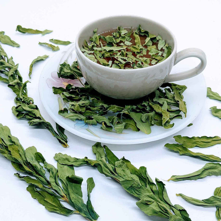 Moringa leaves used to make tea. Moringa tea is a refreshing and healthy beverage that can be enjoyed hot or cold.