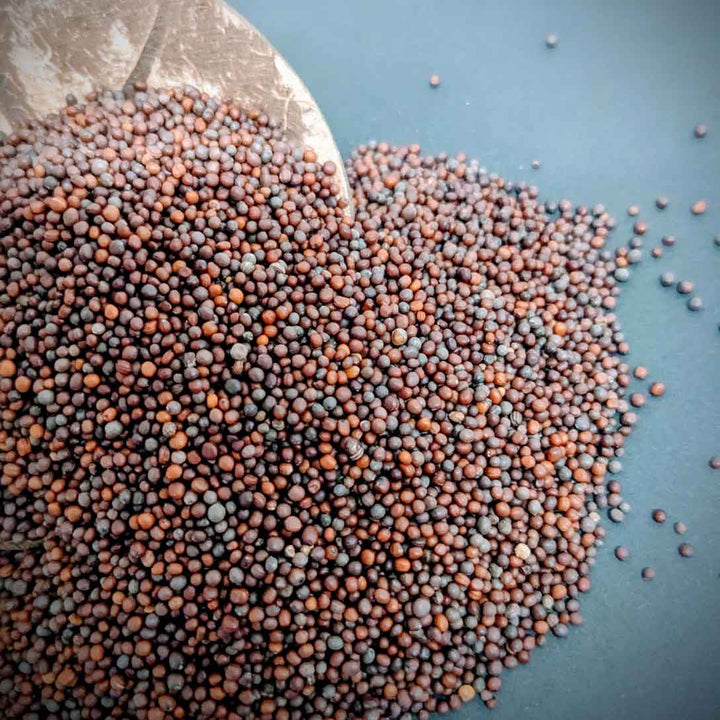 Mustard seed anti-inflammatory,Organic mustard seeds,Brown mustard seeds.